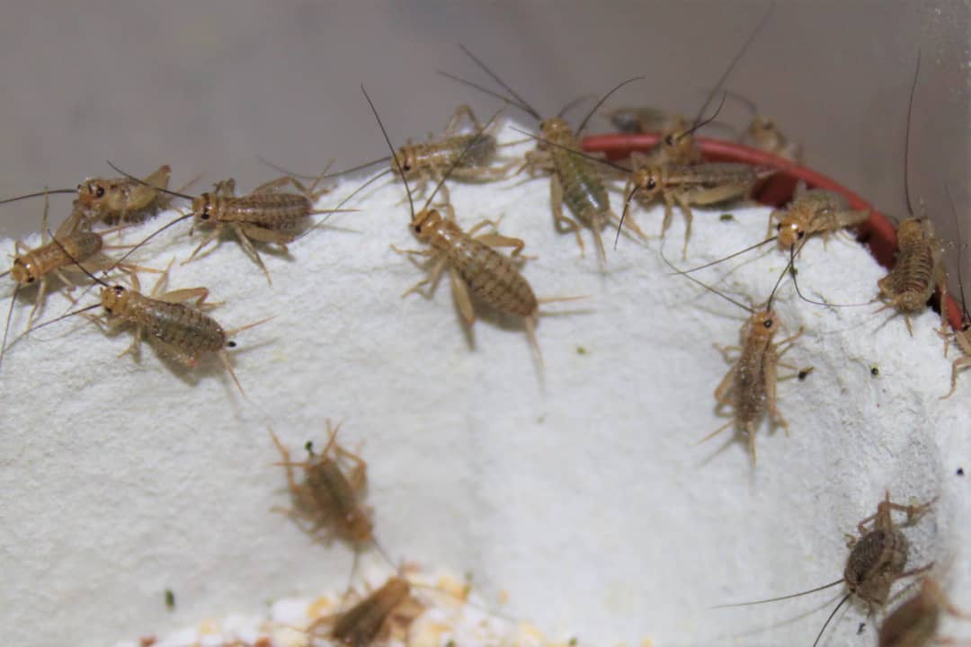 Alimentation Humaine/Commerce d’Insectes: Un Marché D’avenir Au Bénin ?